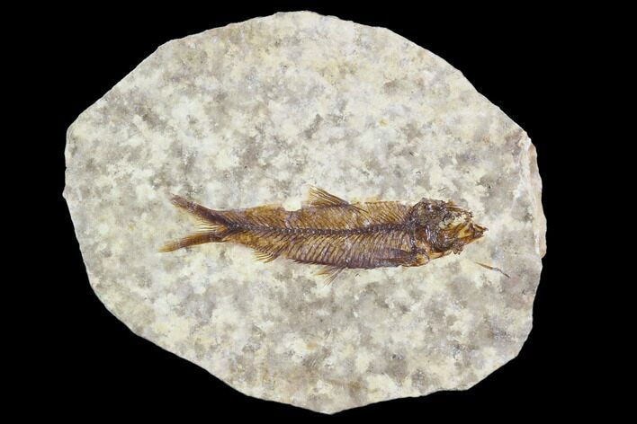 Fossil Fish (Knightia) With Floating Frame Case #105613